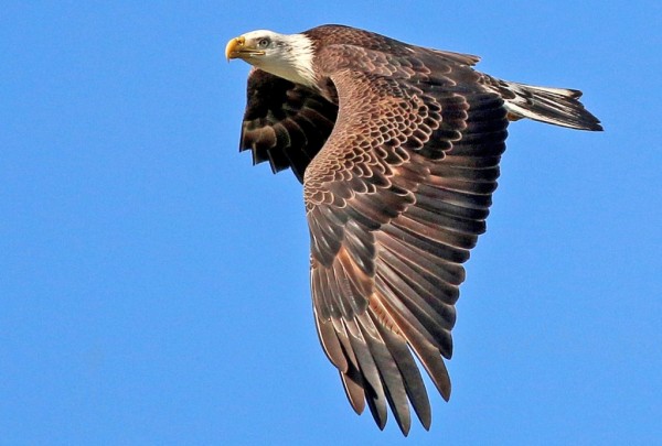 MustDo.com | Bald Eagle in flight. Photo credit Marjie Goldberg, Marjie Goldberg Photography.