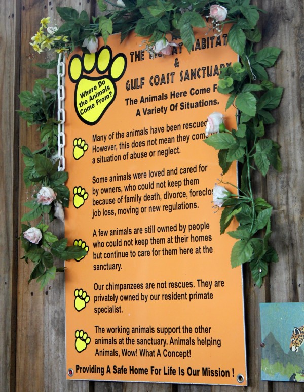 Big Cat Habitat and Gulf Coast Sanctuary Sarasota, Florida family fun attractions