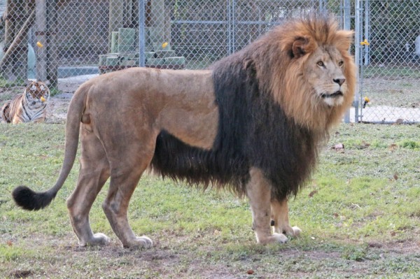 MustDo.com | Handsome the Lion at attraction, Big Cat Habitat & Gulf Coast Sanctuary in Sarasota, Florida