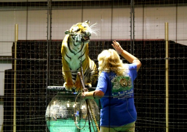 MustDo.com | Kay Rosaire tiger educational training performance at Big Cat Habitat and Gulf Coast Sanctuary in Sarasota, Florida.