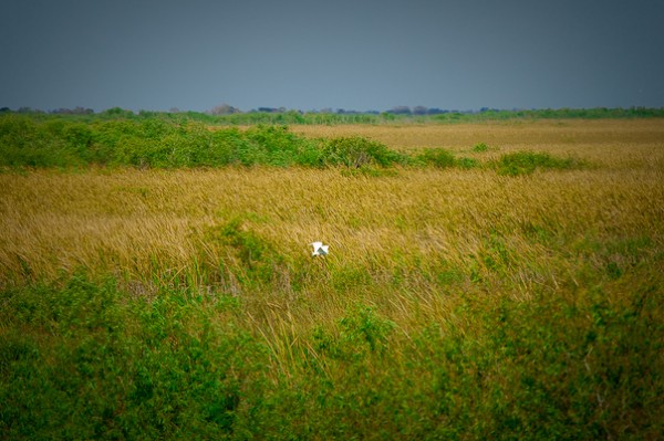 MustDo.com | Bird flying in the Florida Everglades near Naples.