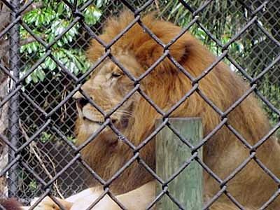 See a variety of animals at the Naples Zoo at Caribbean Gardens