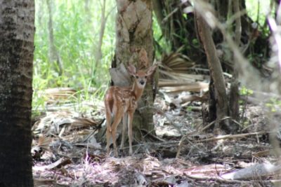 Myakka River State Park deer fawn Must Do Visitor Guides Sarasota, FL