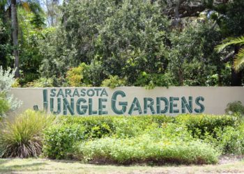 Sarasota Jungle Gardens in Sarasota features 10 acres of tropical vegetation, jungle trails, exotic birds, crocodiles and more.