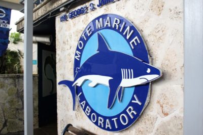 Mote Marine Aquarium in Sarasota is a family fun attraction and great kids activity.