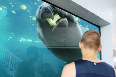 Sarasota, Florida's Mote Marine Aquarium attraction features a daily manatee feeding and is a family fun favorite thing to do when visiting Sarasota.