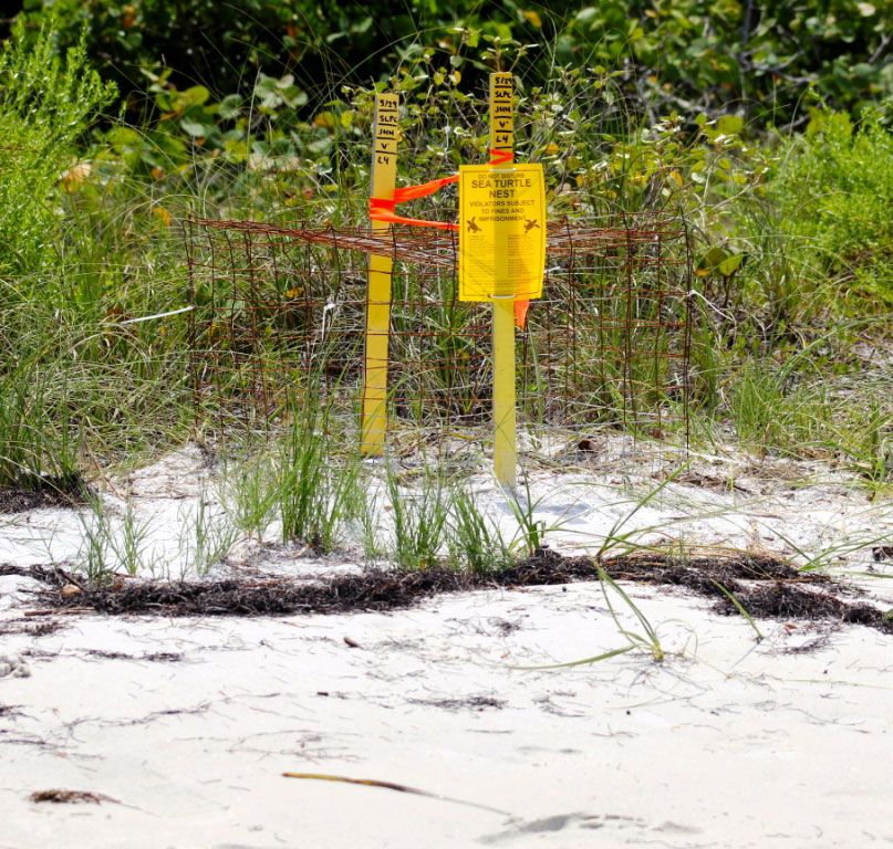 MustDo.com | Sea Turtle nest protected on Florida beach