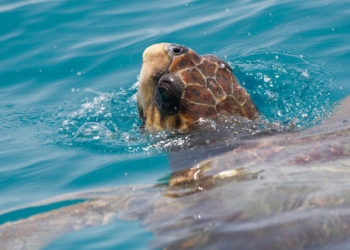 MustDo.com | Loggerhead Turtle (caretta caretta endangared species) swimming.