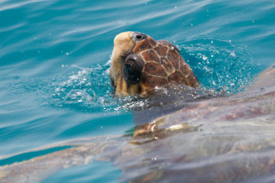 MustDo.com | Loggerhead Turtle (caretta caretta endangared species) swimming.