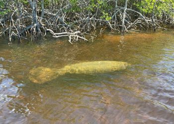 Manatee swimming by mangroves near Naples and Marco Island, Florida.