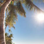 MustDo.com | Florida palm tree at the Beach.