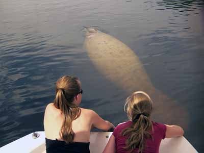 MustDo.com | Captains Barry and Carol of Naples, Florida See Manatees Guaranteed offer fascinating 90-minute eco boat tours into a remote manatee Everglades hideout. They guarantee an up-close and personal visit with these amazing, gentle creatures.