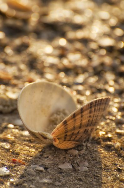 MustDo.com | Shell on beach Naples, Florida beach scavenger hunt.