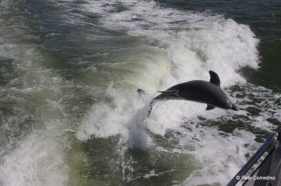 MustDo.com | Dolphin leaping in boat wake Good Time Charters Fort Myers Beach, Florida.