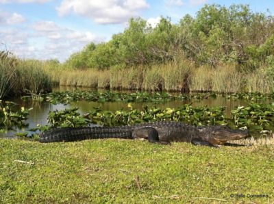 MustDo.com | Everglades Day Safari alligator basking in the Florida Everglades.