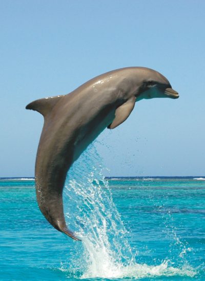 Bottlenose Dolphin jumps off the waters of Marco Island and Naples Florida