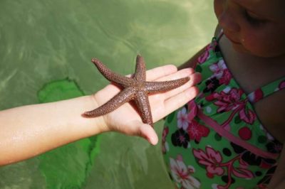 MustDo.com | Sea starfish found while on a shelling tour with Good Time Charters Fort Myers Beach, Florida.
