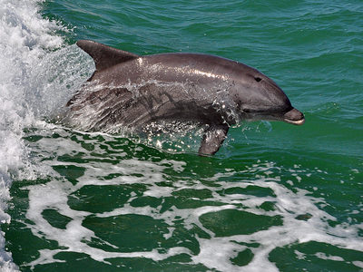 Dolphin playing in boat wake of Captiva Cruises dolphin tour family fun activities on Captiva Island, Florida