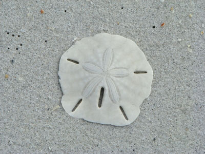 Sand dollar found on the beach on a shelling cruise with Captiva Cruises, Captiva Island, Florida