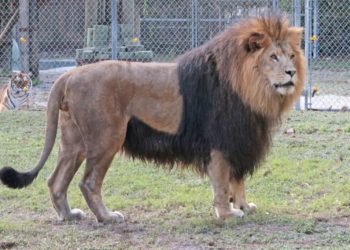 MustDo.com | Handsome the Lion at attraction, Big Cat Habitat & Gulf Coast Sanctuary in Sarasota, Florida