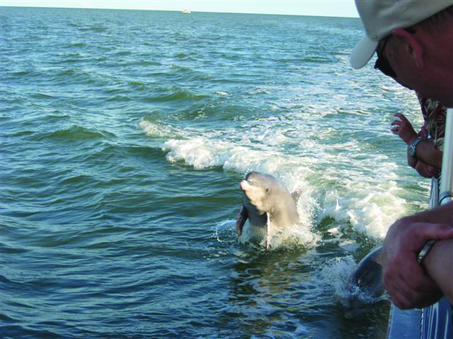Dolphin plays in the wake of Marco Island Water Sports Calusa Spirit tour boat. Marco Island, Florida