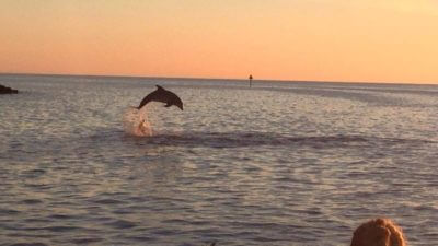 MustDo.com | Sarasota, Florida Must Do Visitor Guide | Siesta Key Watersports Sunset, dolphin, sightseeing and shelling tours.