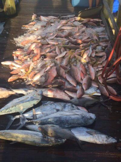MustDo.com | Fishing charter catch Sea Trek Fort Myers Beach, FL