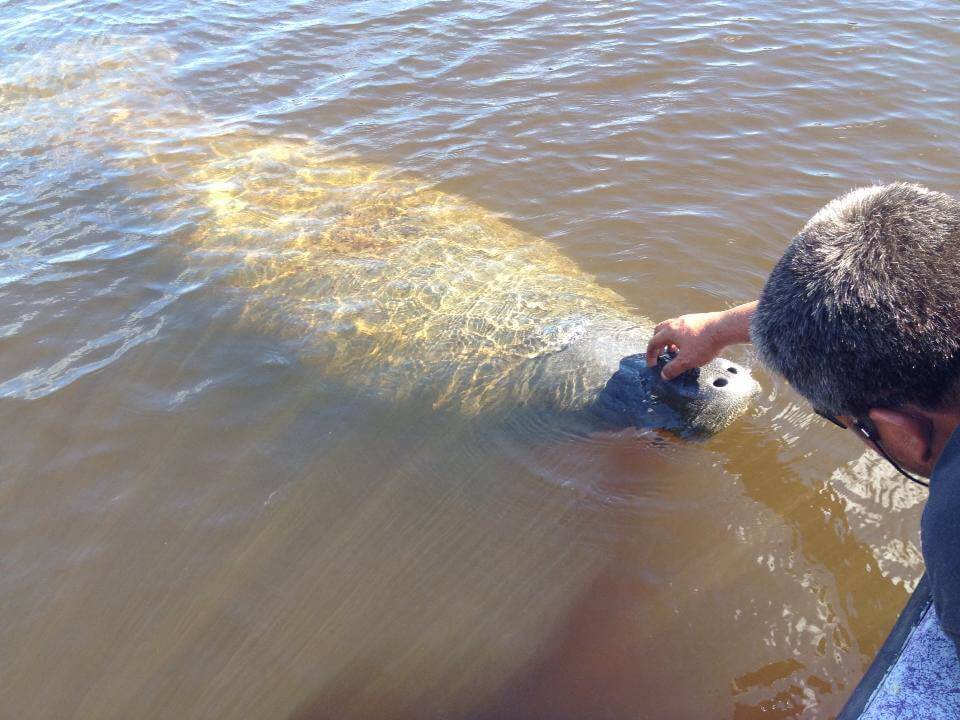 Must Do Visitor Guides | Manatee sighting Everglades Island Airboat tours Marco Island and Naples, Florida