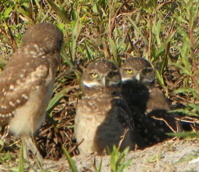 MustDo.com | Burrowing Owls spotted on a guided bicycle Tour with Naples Bicycle Tours in Marco Island, Florida
