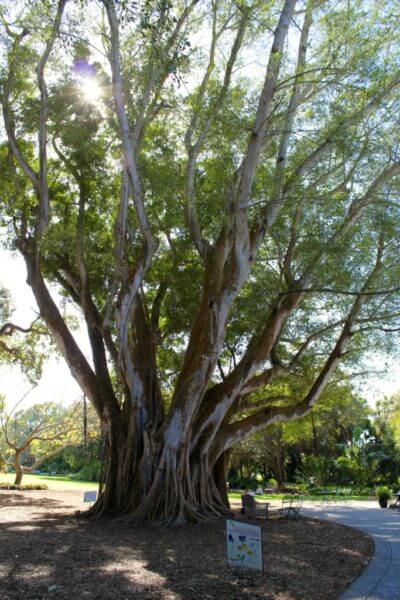 Banyan Tree canopy Selby Botanical Gardens Sarasota, Florida USA. Must Do Visitor Guides MustDo.com