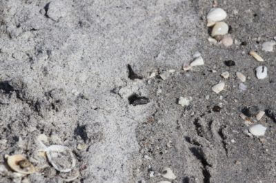 MustDo.com | Caspersen Beach Venice, Florida is a great beach to hunt for sharks teeth!
