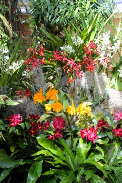 MustDo.com, Must Do Visitor Guides. Colorful orchid display at Selby Botanical Gardens Sarasota, Florida