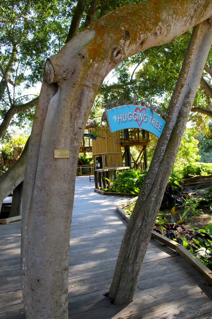 MustDo.com, Hugging Tree at the Children's Rainforest Garden Marie Selby Botanical Gardens Sarasota, Florida