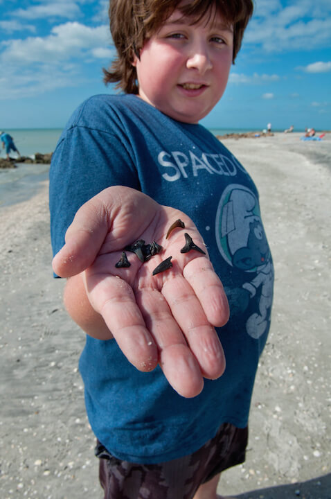 MustDo.com | Look at the shark teeth he found at Caspersen Beach Venice, Florida! Photo by Debi Pittman Wilkey.
