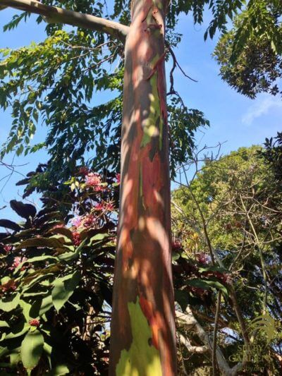 Rainbow Gum Tree Marie Selby Botanical Gardens Sarasota, Florida.