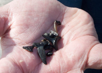 MustDo.com | Shark teeth found on Caspersen Beach in Venice, Florida. Photo by Debi Pittman Wilkey for Must Do Visitor Guides.