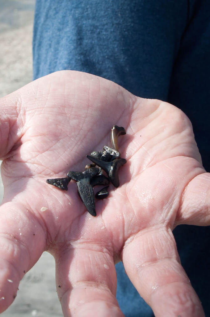 MustDo.com | Shark teeth found on Caspersen Beach in Venice, Florida. Photo by Debi Pittman Wilkey for Must Do Visitor Guides.
