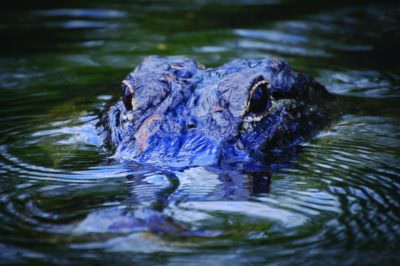 MustDo.com | Take an airboat ride to see alligators in the Florida Everglades.