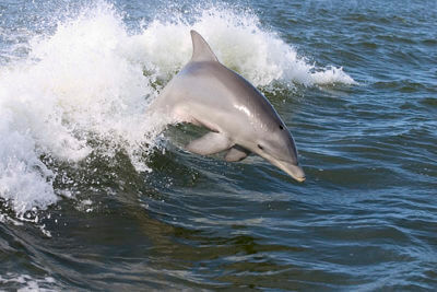 MustDo.com | Marco Island Princess cruise Dolphin Sightseeing tours and cruises Marco Island, Florida.