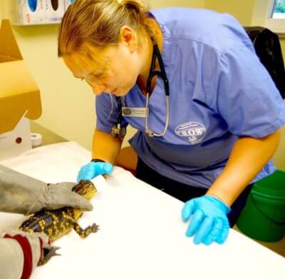 MustDo.com | Baby alligator CROW wildlife hospital Sanibel Island, Florida