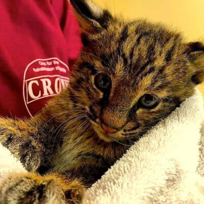 MustDo.com | Rescued Bobcat kitten CROW Sanibel Island, Florida
