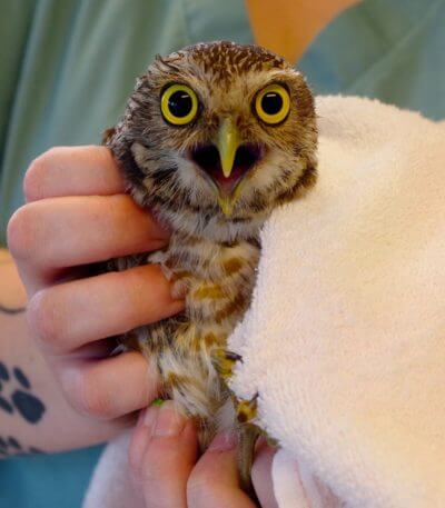 MustDo.com | Rescued owl in rehab at CROW hospital on Sanibel Island, FL