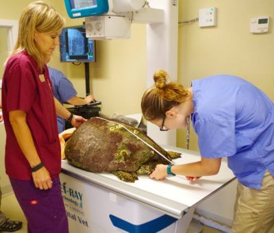 MustDo.com | Vets caring for a turtle at the Clinic for the Rehabilitaion of Wildlife on Sanibel Island, FL