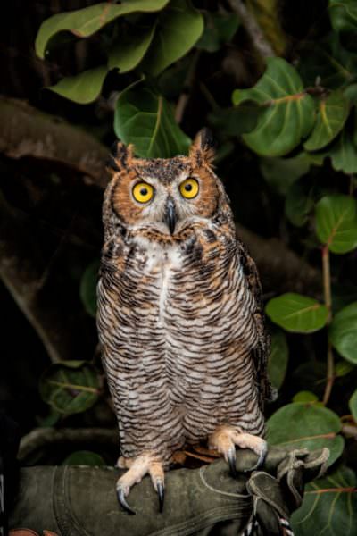 MustDo.com | Bella, a glove-trained great horned owl at Peace River Wildlife Center in Punta Gorda, Florida.