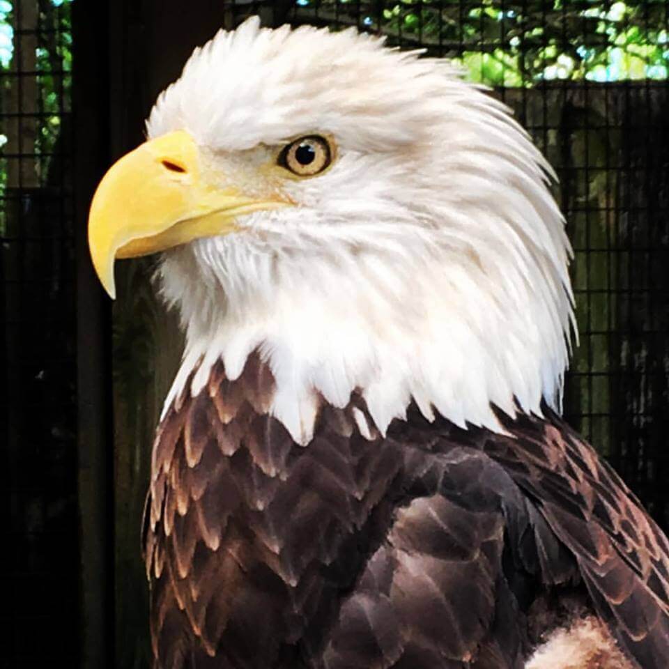 MustDo.com | Bald Eagle recovers at Peace River Wildlife Center in Punta Gorda, Florida.