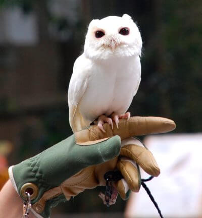 MustDo.com | Luna, a leucistic (or albino) screech owl, is one of Peace River Wildlife Center's most popular residents. Punta Gorda, Florida.
