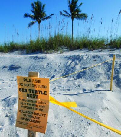MustDo.com | Sea turtle nest protective marker. Sea turtles lay their eggs on Florida's beaches during the summer months and into October.