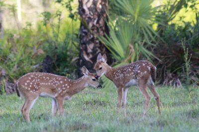MustDo.com | Two fawns spotted on a Babcock Wilderness Adventure tour in Punta Gorda, Florida.
