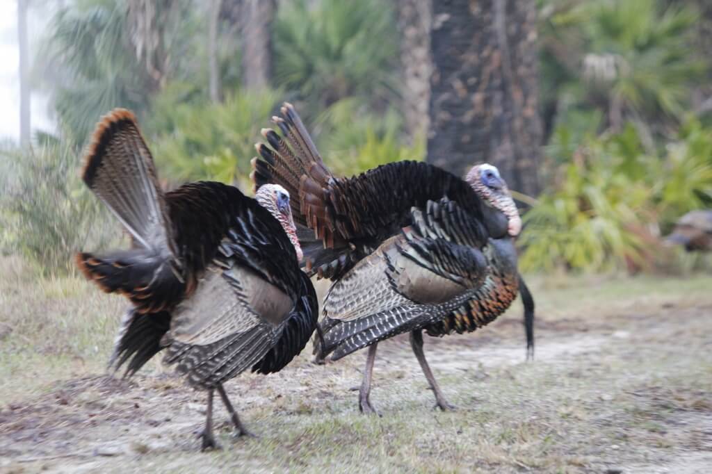 MustDo.com |Wild turkey spotted on a Babcock Wilderness Adventure Tour north of Fort Myers in Punta Gorda, Florida.