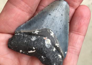 Megladon Sharks Tooth found in Venice, Florida. USA. Photo credit Nita Ettinger. Must Do Visitor Guides, MustDo.com